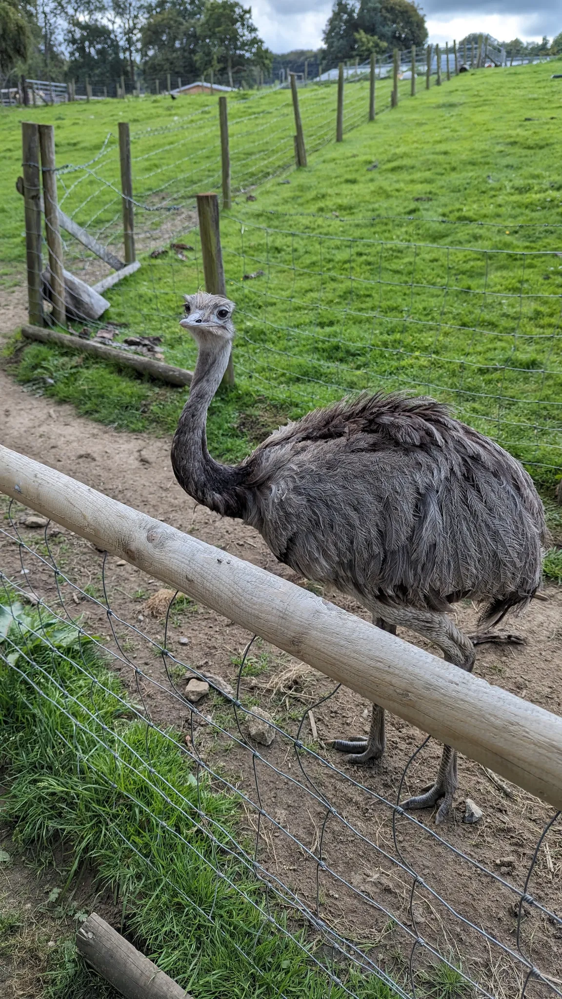 Godstone Farm