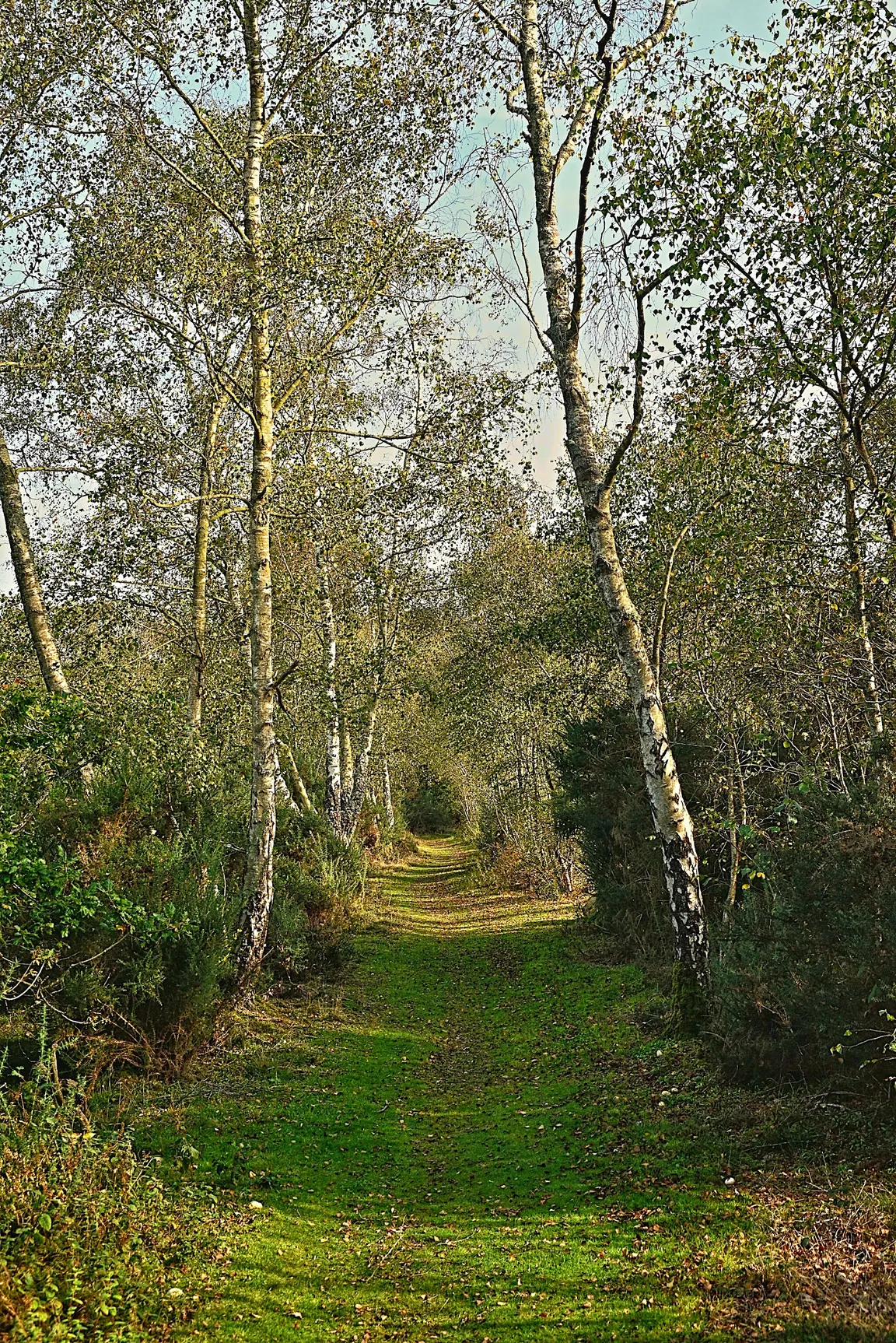 Greenham & Crookham Common Nature Reserve