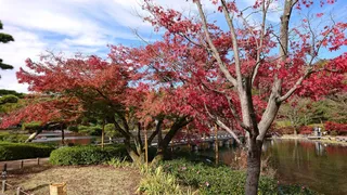 Showa Kinen Park