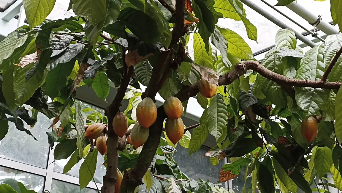 Tropicarium