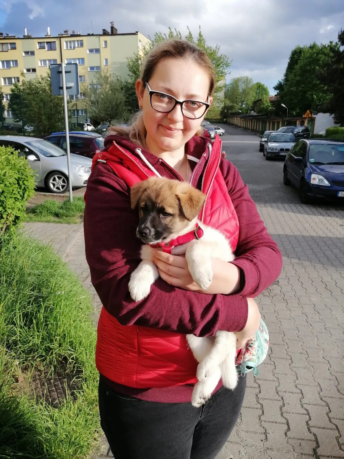 Petsitter, opieka nad zwierzętami, wyprowadzanie psów