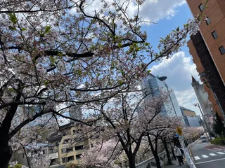 Meguro River Cherry Blossoms Promenade