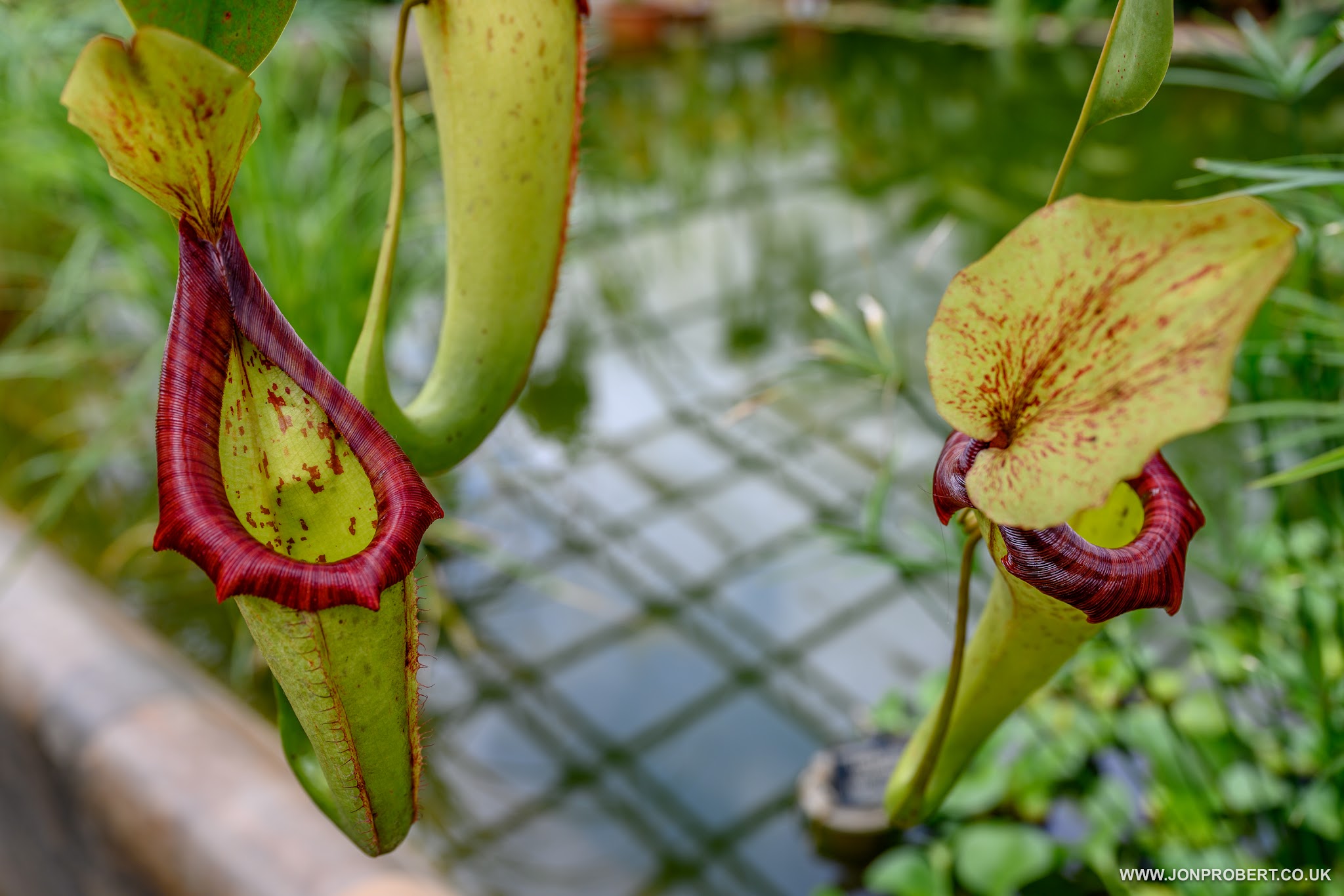 Oxford Botanic Garden | Hopsa