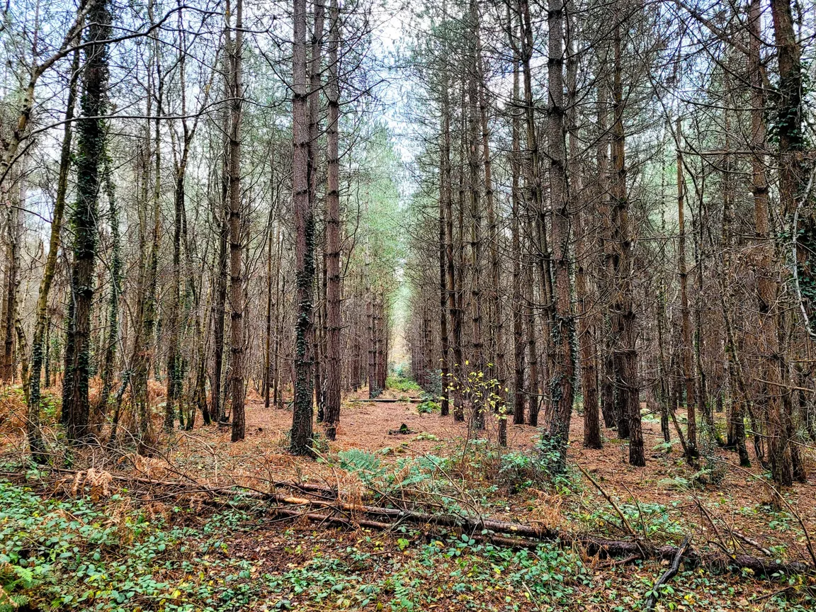 Creech Wood