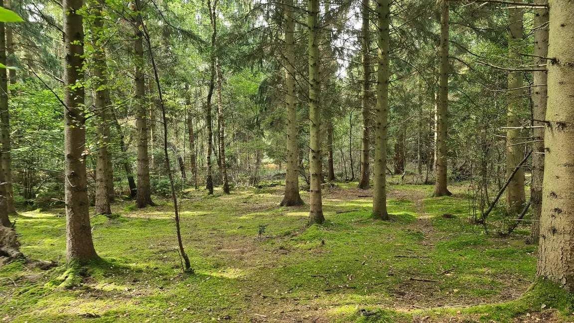Bernwood Forest