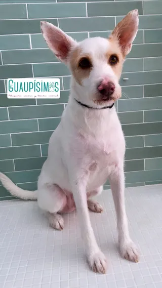 Guaupísimos, peluquería canina y tienda animal | Jerez de la Frontera