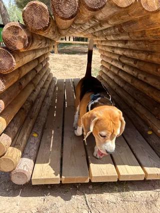 Dog area