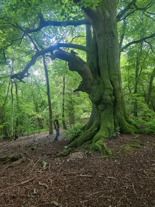 Beacon Hill National Nature Reserve