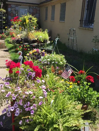 The Garden Bug