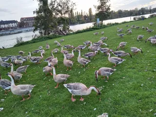 Neckarwiese