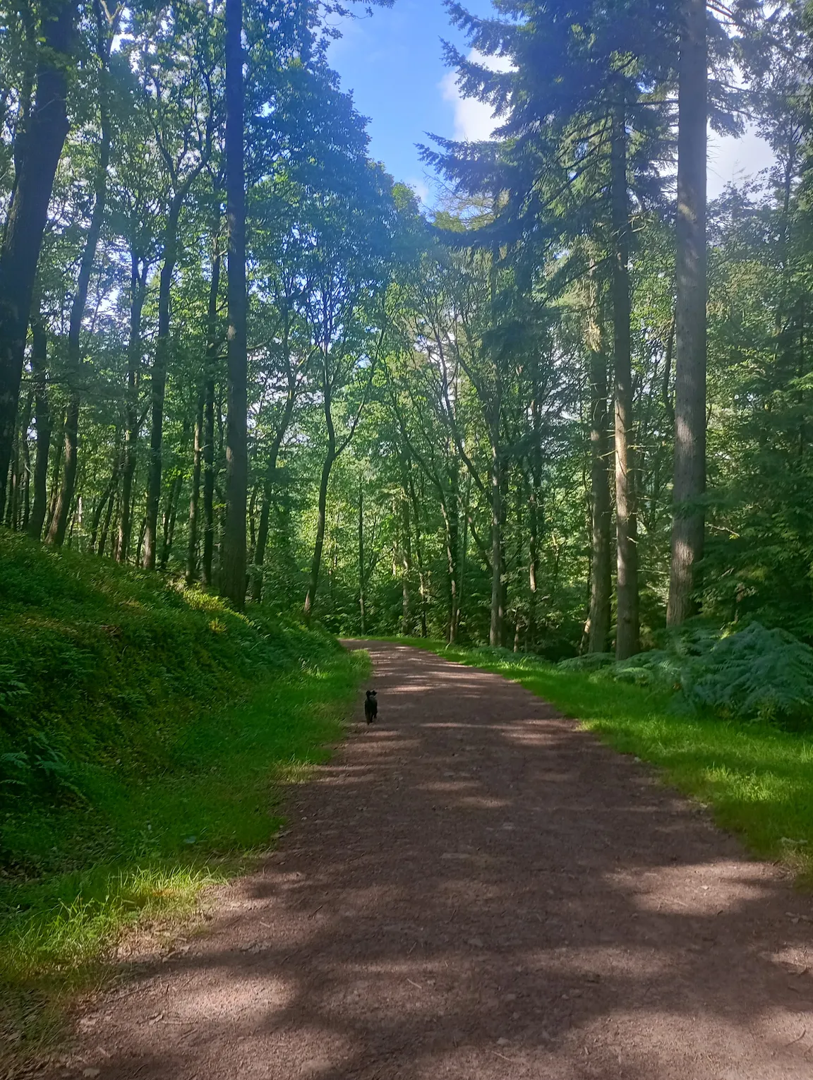 Ramscombe Great Wood