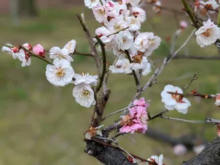 Umekōji Park