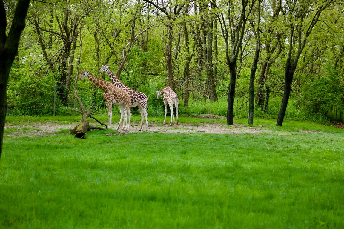 Bronx Zoo