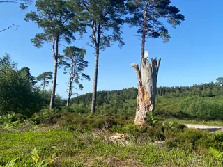 National Trust- Black Down