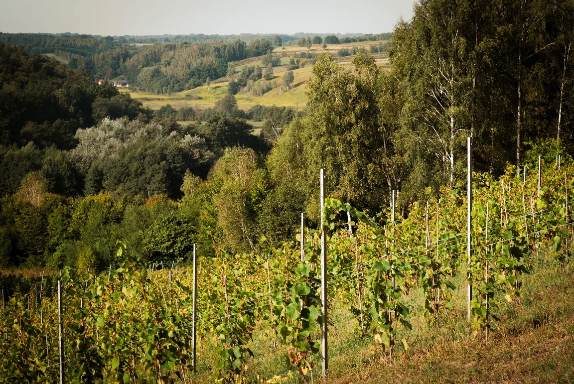 Stateczni Winnica Celejów