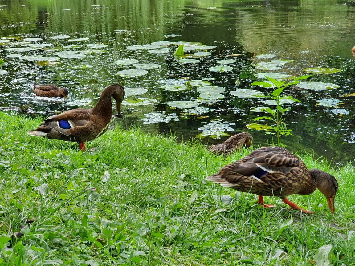 Ogród Botaniczny UMCS