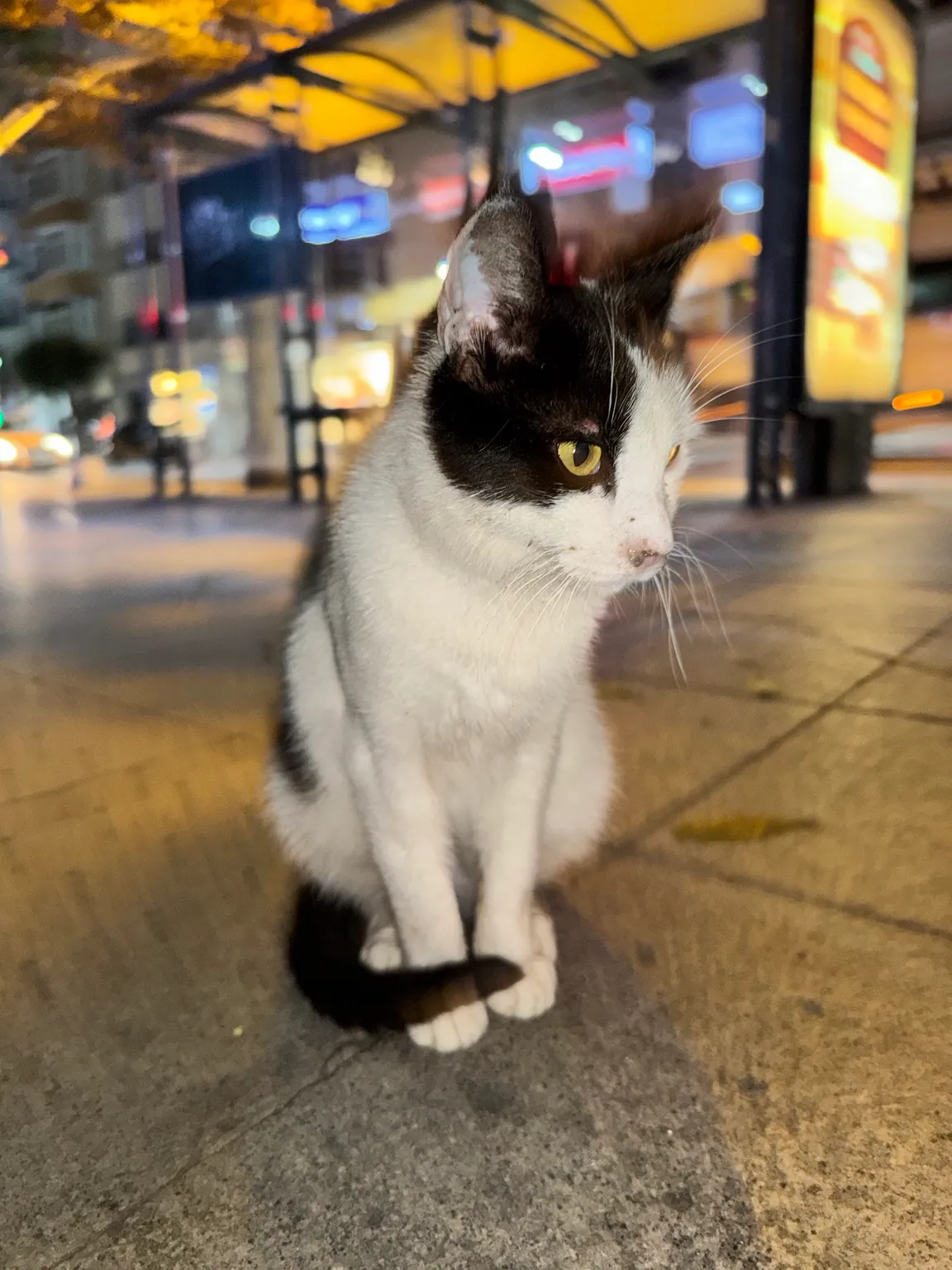 Real cat park