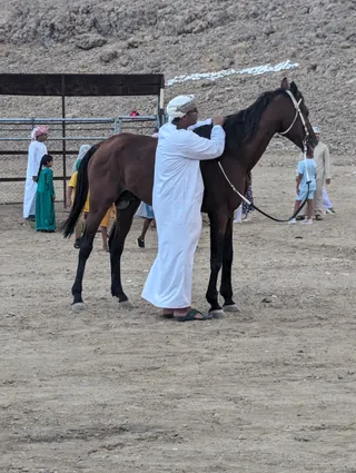 مربط الرجيبي للخيول العربية الأصيلة