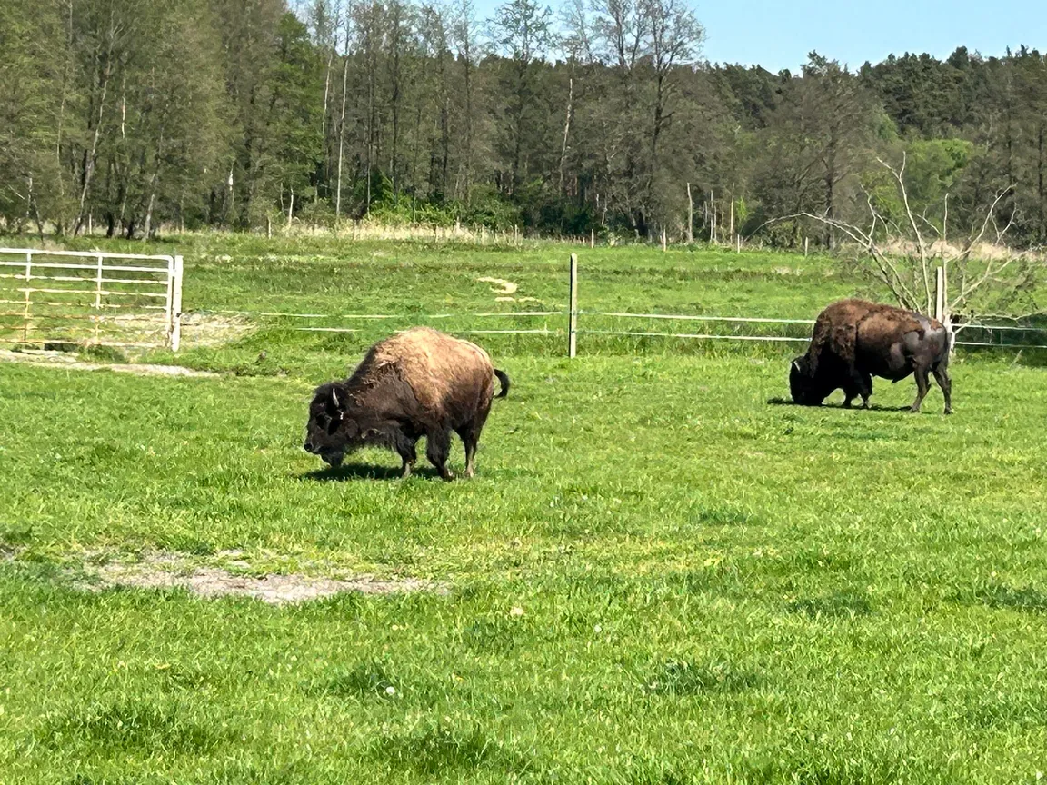 Labirynt w kukurydzy i bukowy