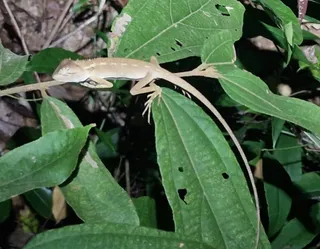 Krabi Nature