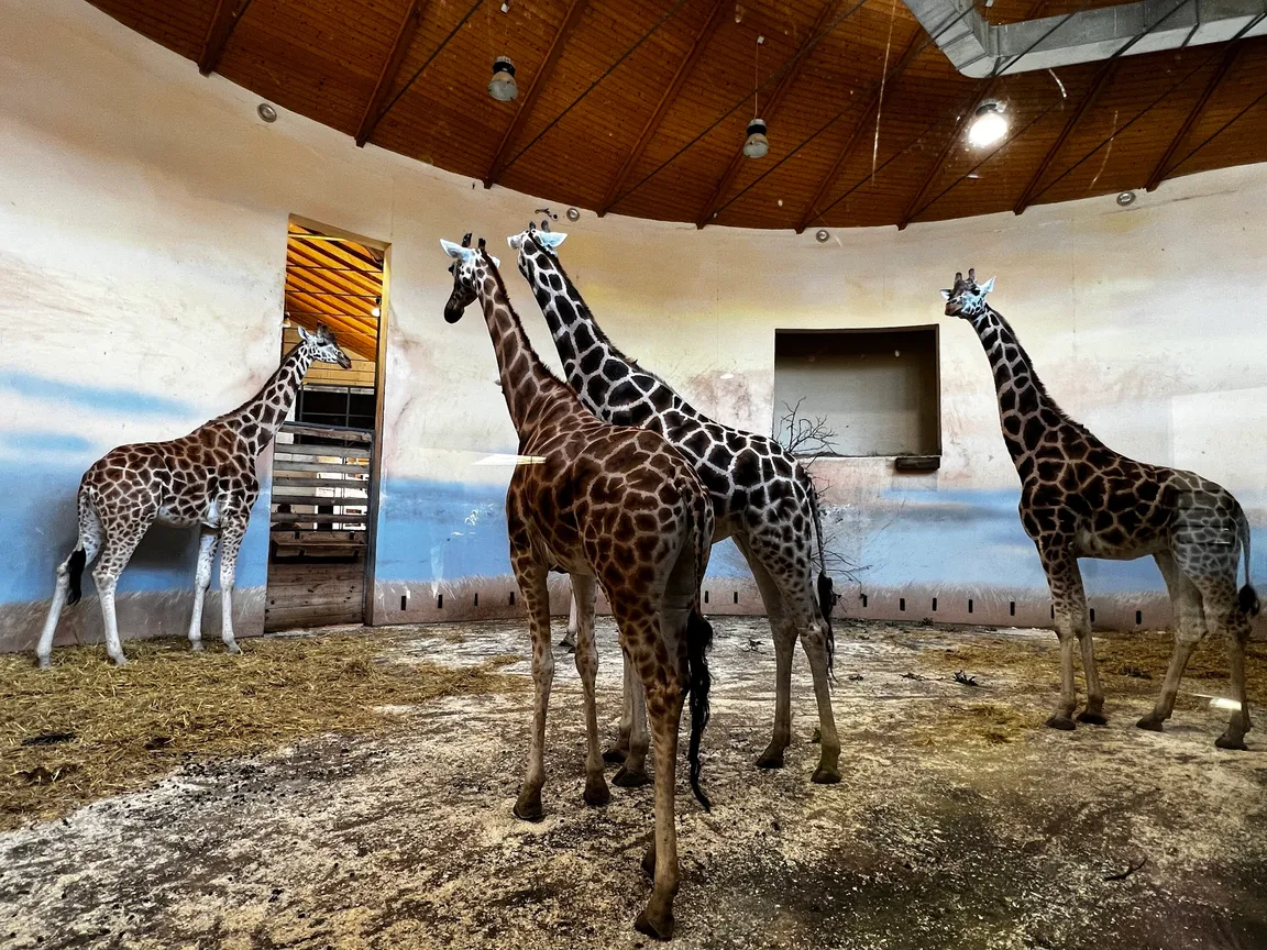 Ogród zoologiczny w Pradze