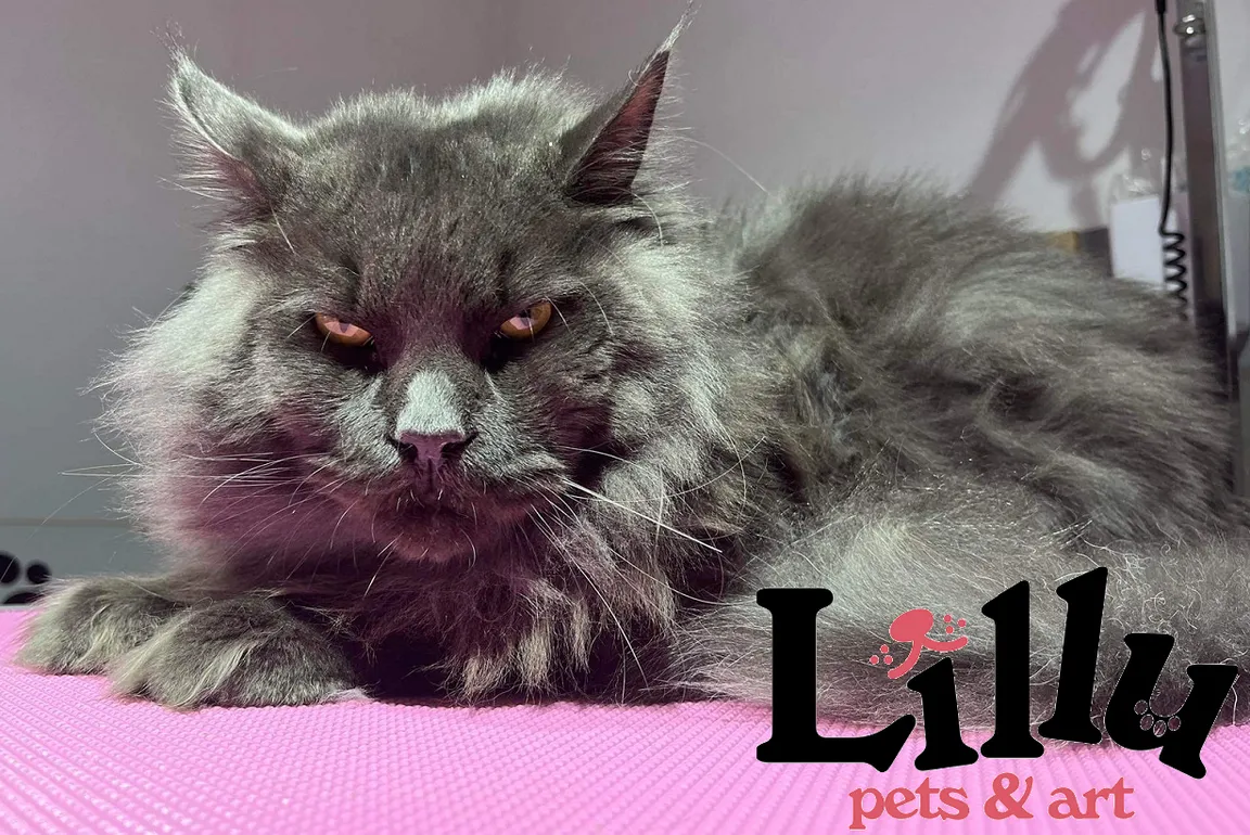 Lillu Pets Groomer Fryzjer dla psów/pielęgnacja zwierząt Kraków