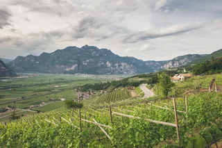 Vini del Trentino Consorzio di Tutela