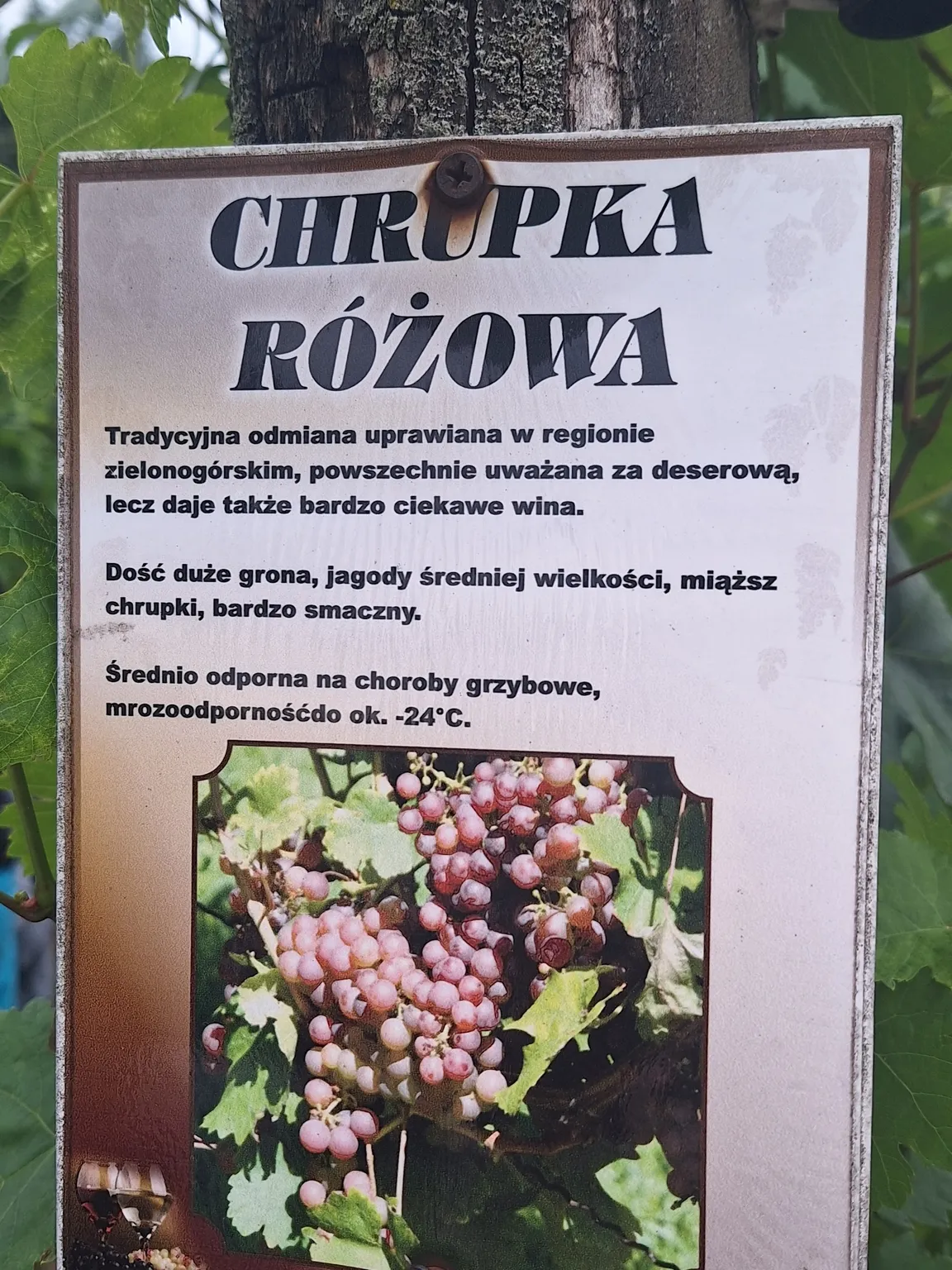 Winnica Julia oraz Park Miniatur Obiektów Winiarskich