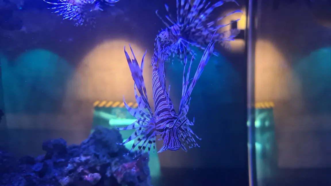 Shark exhibition at Frost Museum