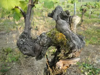 Weingut Schlör