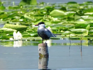 AOS - Albanian Ornithological Society