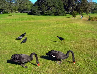 Centennial Parklands