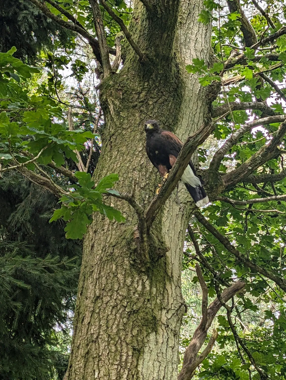Hampshire Hawk Walks