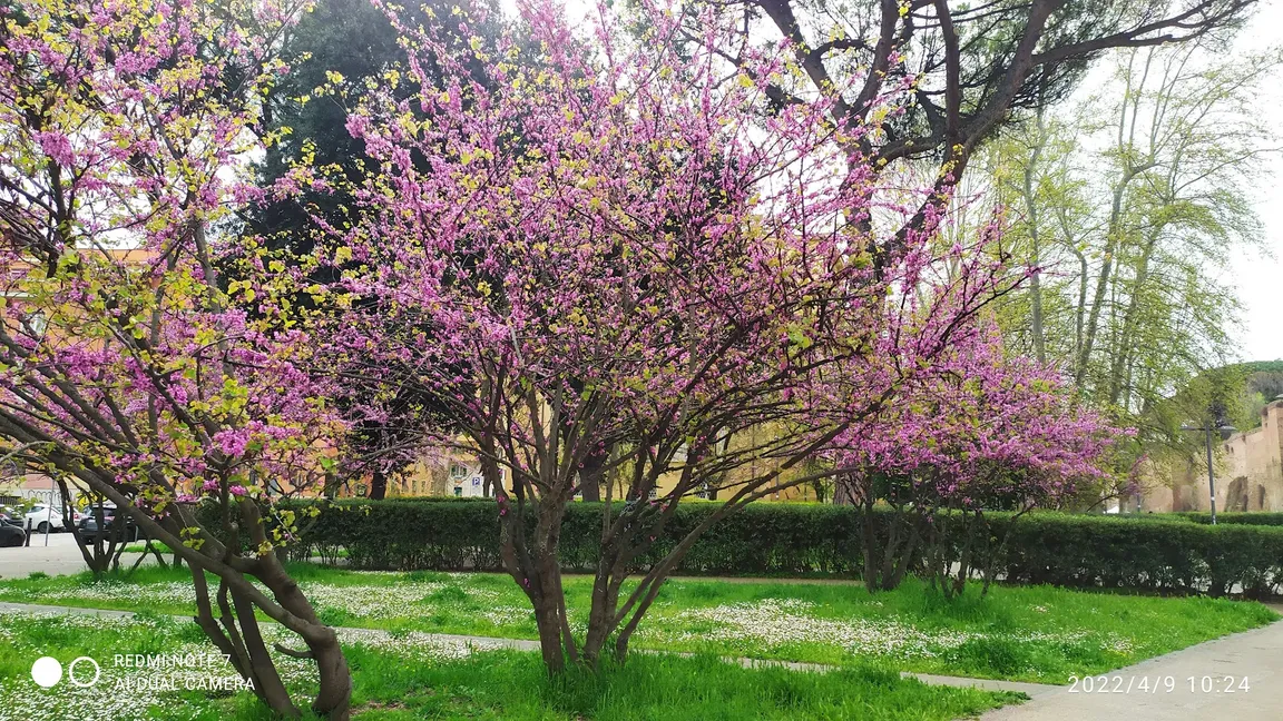 Parco delle Mura Aureliane