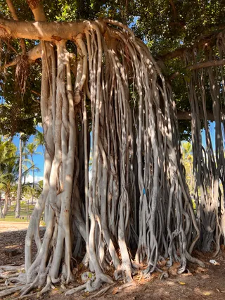 Waikiki Marine Life Conservation District