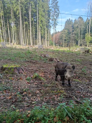 Wildfreigehege Locherholz - Damwild