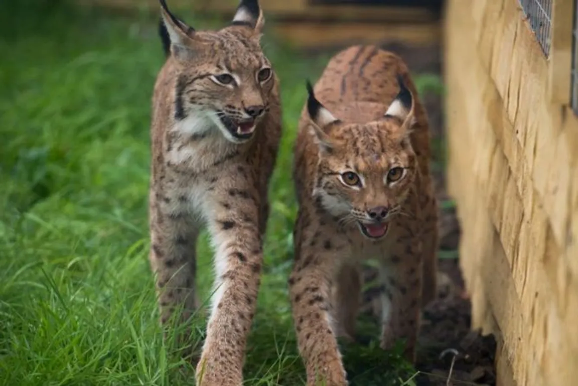 Hogshaw Farm & Wildlife Park