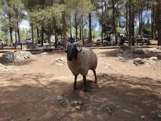 Khurvat (Ruin) Se'adim