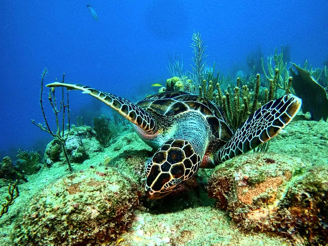 Superior Dive Sosua