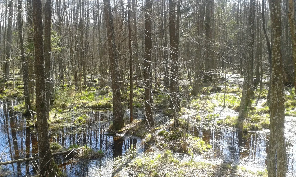 Kolejka "Białowieski Express"