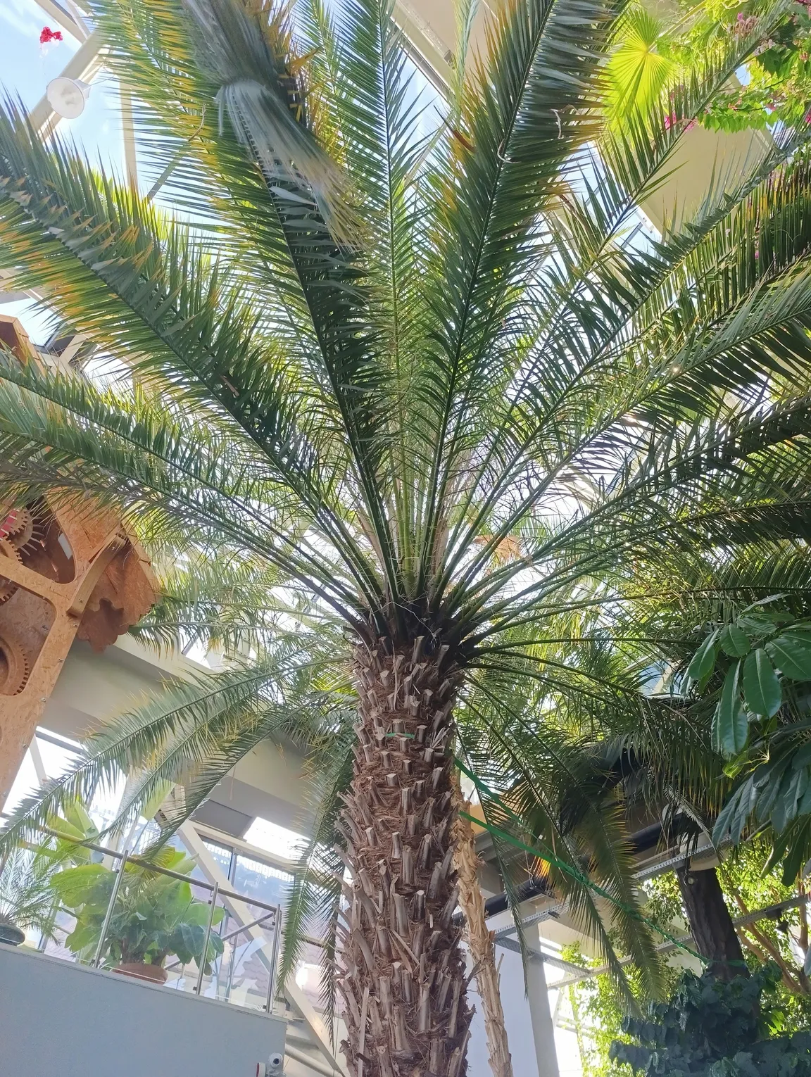 Restauracja Palmiarnia