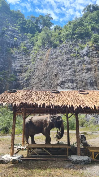 Krabi Elephant Green Sanctuary