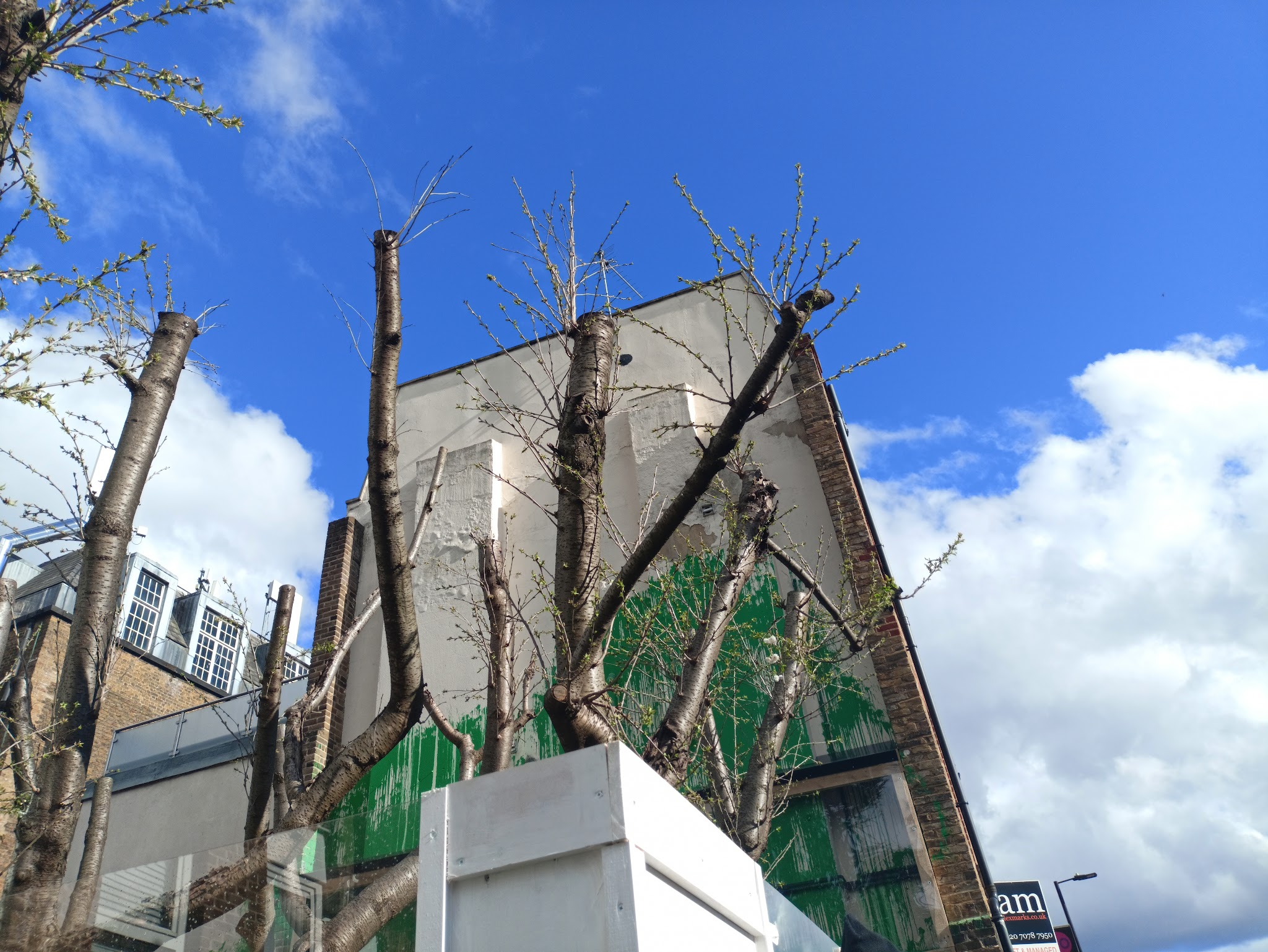 Banksy Tree Mural | Hopsa