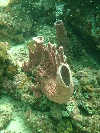 Ko Rok Yai dive site 1
