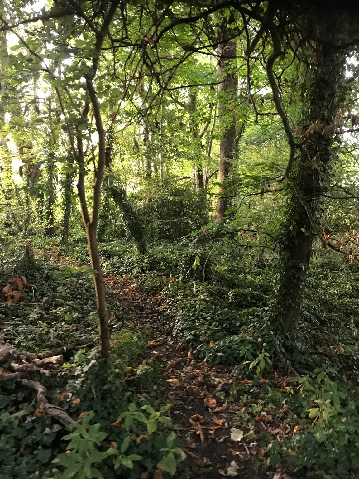 Kites Hill Nature Trail