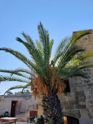 Farmhouse Tina - Gozo Farmhouses