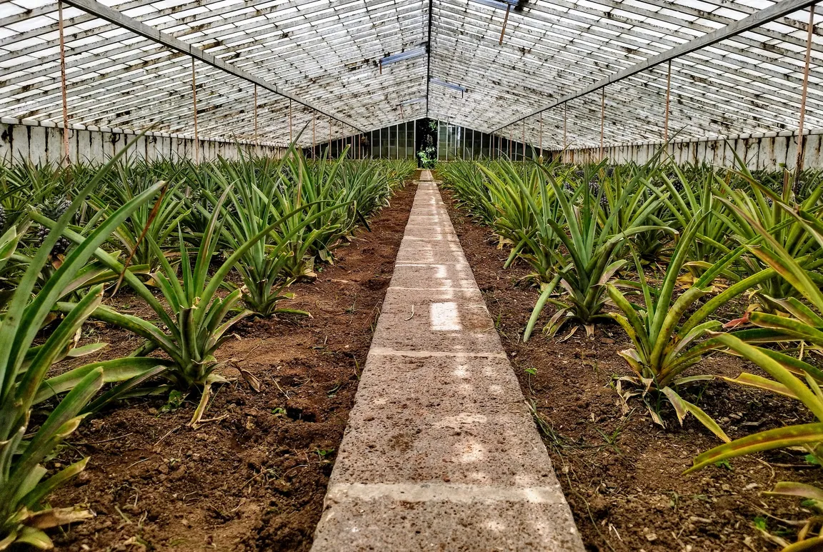 Plantação Ananases A Arruda