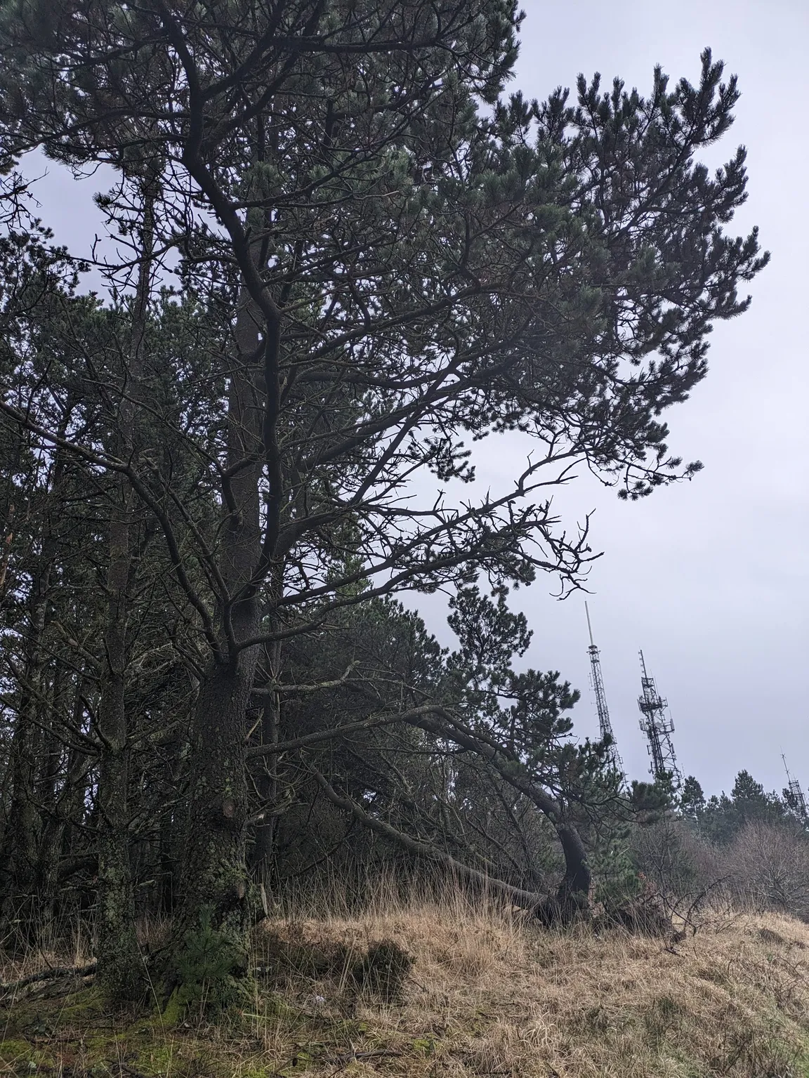 Kilvey Hill Trail