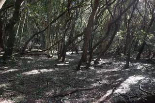 Sendero de los Sentidos