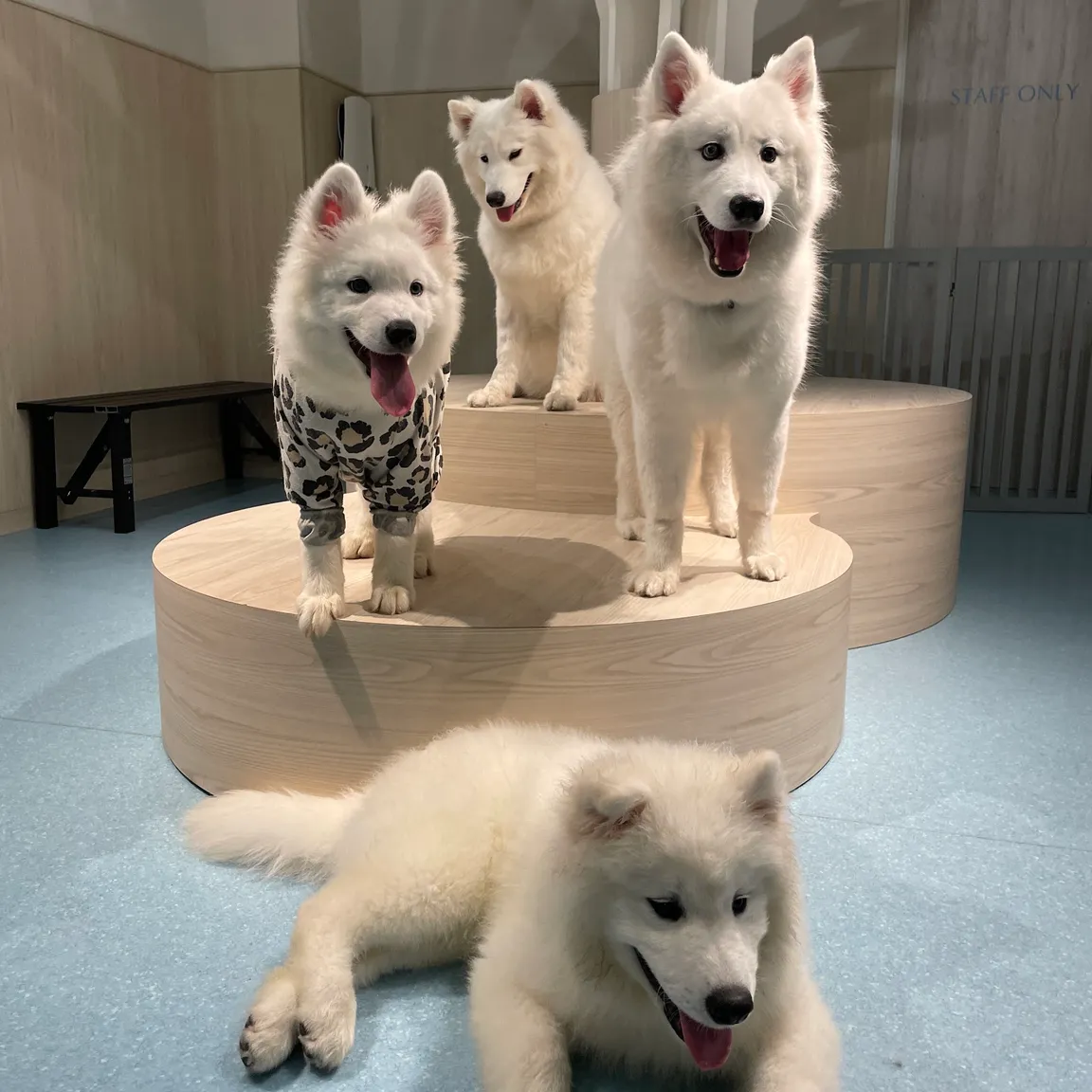 Samoyed Cafe Al Osaka Kitahorie Branch